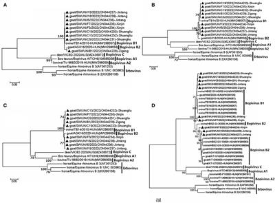 First detection and molecular characteristics of bopivirus from goats in China